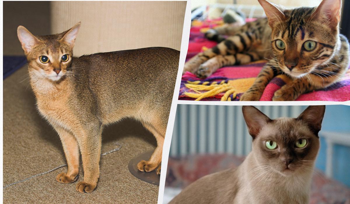 Каких кошек стоит завести в 2026 году: ветеринары назвали 6 самых популярных пород Каких кошек стоит завести в 2026 году: ветеринары назвали 6 самых популярных пород