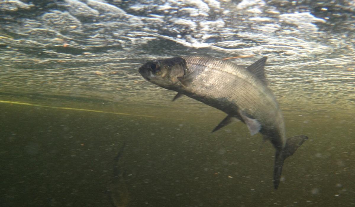 Прісноводні риби масово зникають з річок: екологи б'ють на сполох