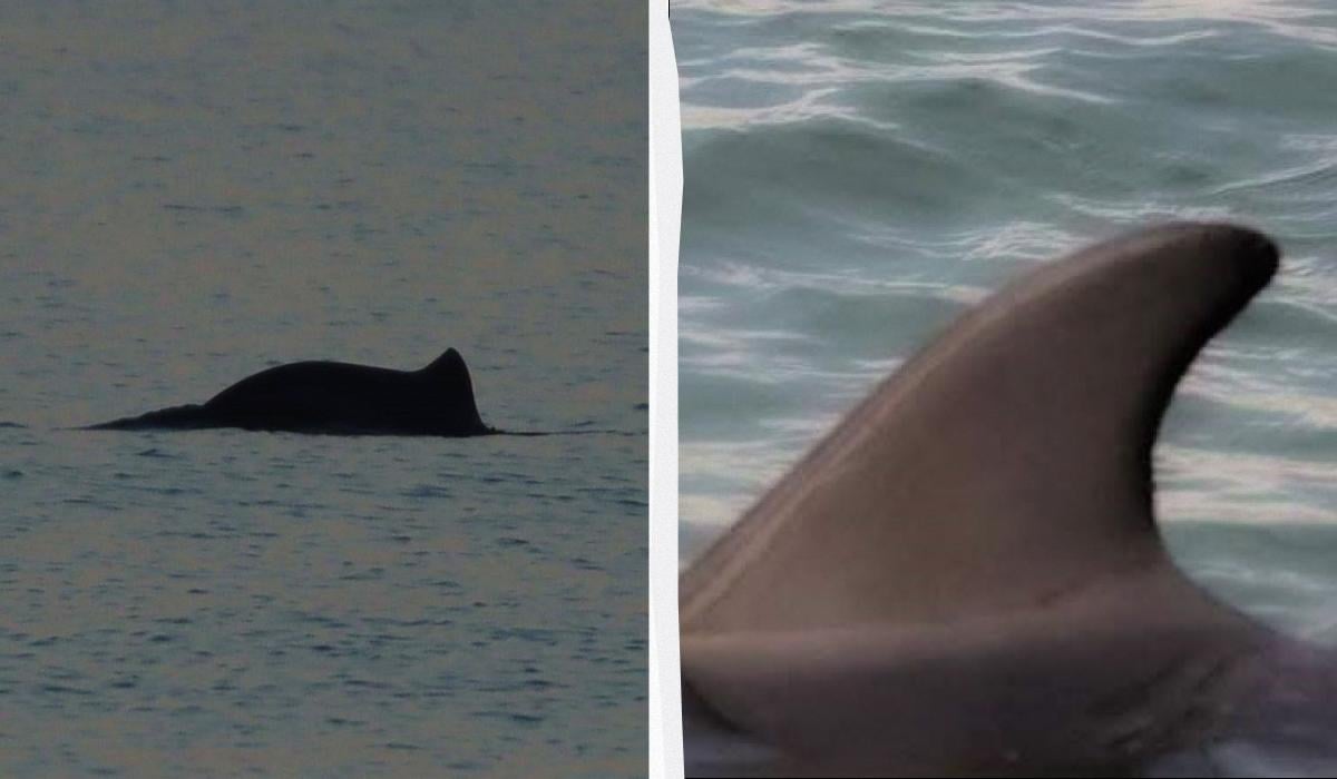 На Одещині вперше у цьому році помітили дельфінів: чим вони займались