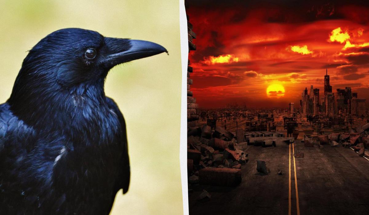 Птицы апокалипсиса: нашествие воронов над Тель-Авивом сочли библейским предзнаменованием