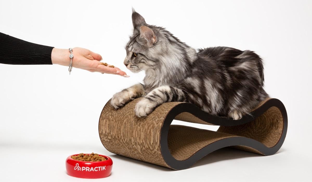 Як обрати корм для собак і котів: практичні поради для довголіття від PRACTIK Як обрати корм для собак і котів: практичні поради для довголіття від PRACTIK