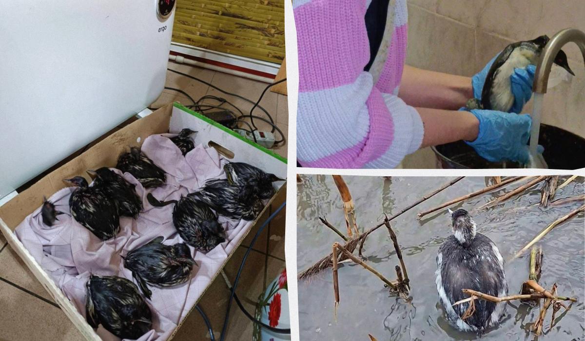 В Одессе выпустили на волю птиц, пострадавших от атак РФ: сколько спасли