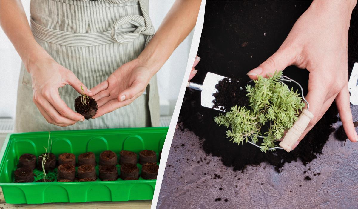 когда пикировать помидоры когда пикировать помидоры