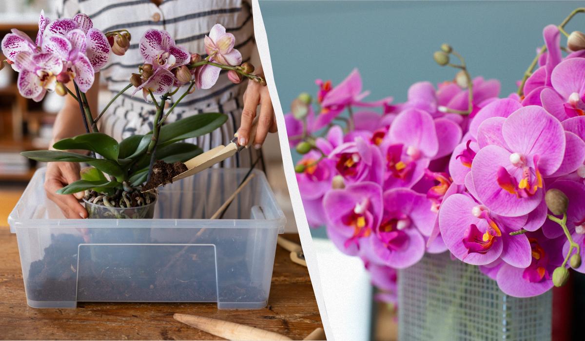 Буде квітнути цілий рік: як правильно пересаджувати та розмножувати орхідею