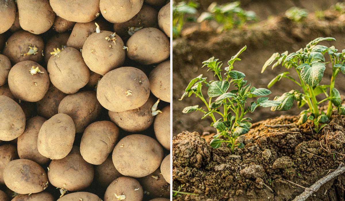 Коли садити картоплю у 2026 році