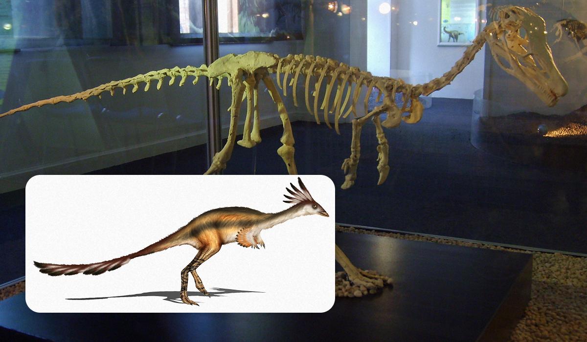 Маленький динозавр розміром із ворону: його скелет може вирішити давню суперечку Маленький динозавр розміром із ворону: його скелет може вирішити давню суперечку