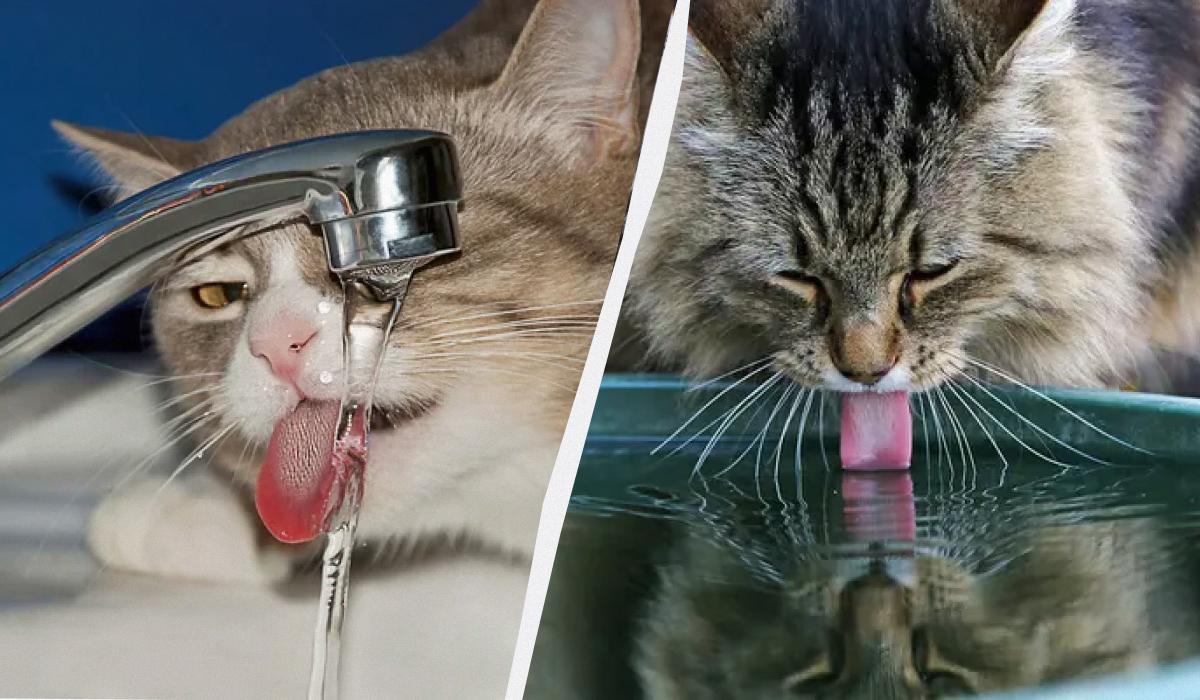 Чому коти торкаються лапою води, коли п'ють: що означає така поведінка