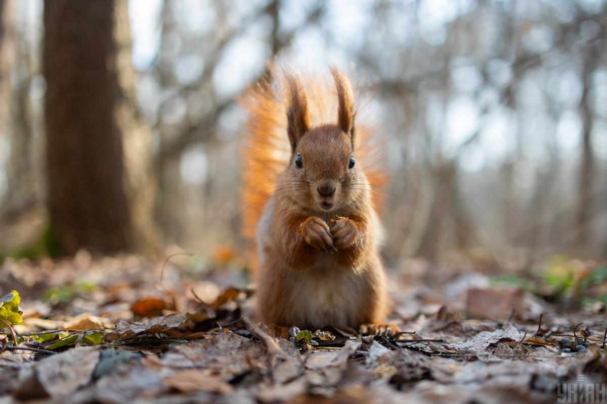 30 березня в Україну зайде похолодання: які області зачепить 30 березня в Україну зайде похолодання: які області зачепить