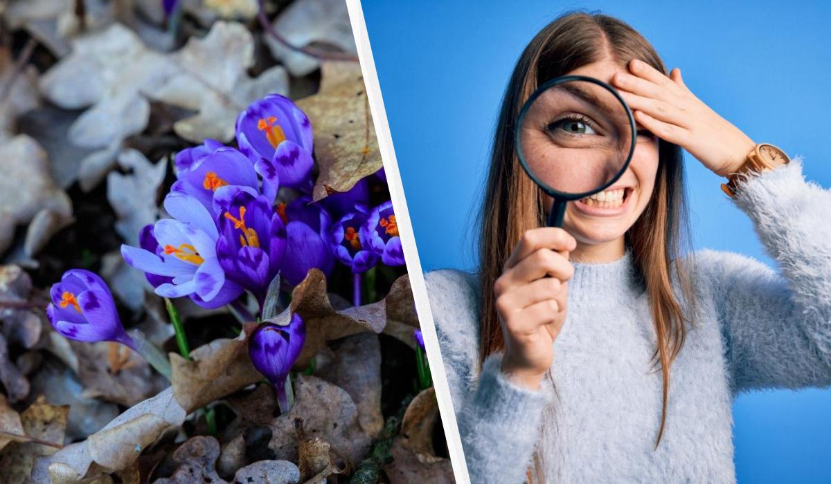 99% людей не можуть знайти слово 