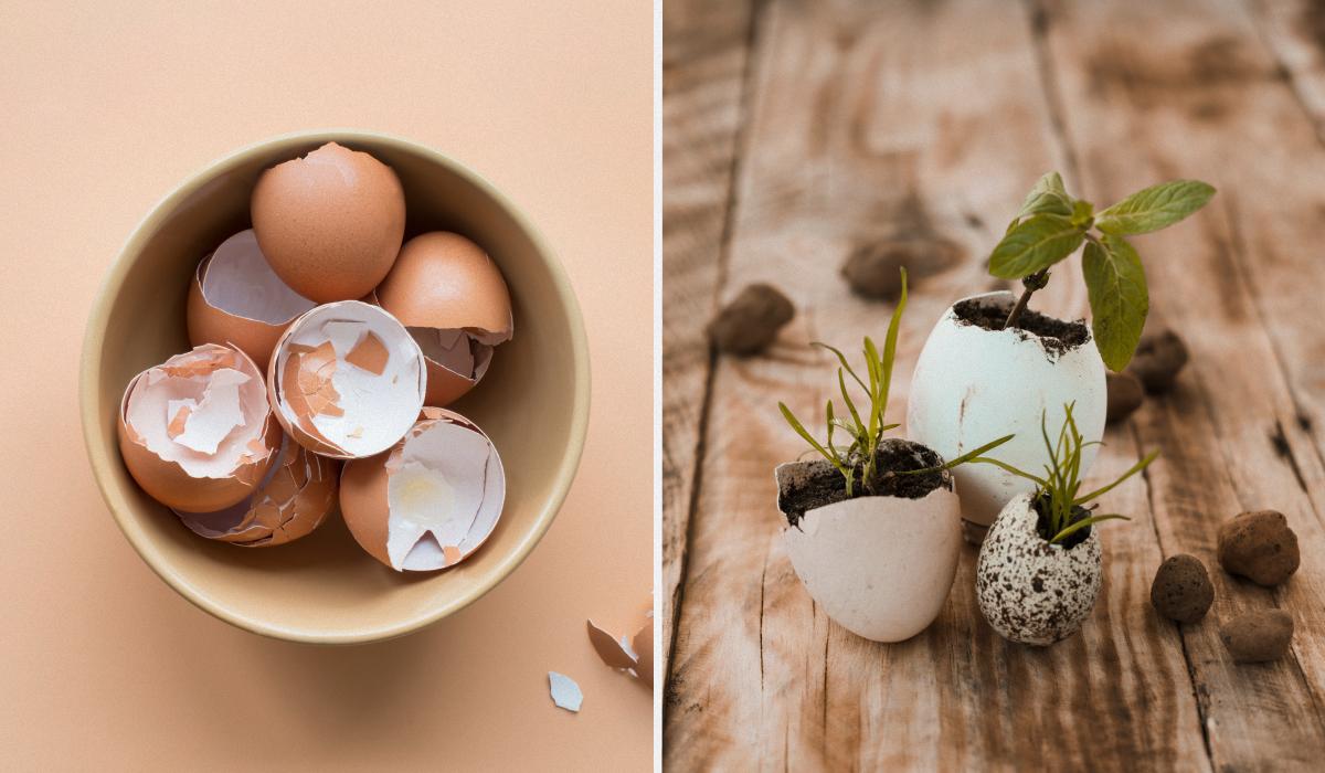 Як використовувати яєчну шкаралупу на городі