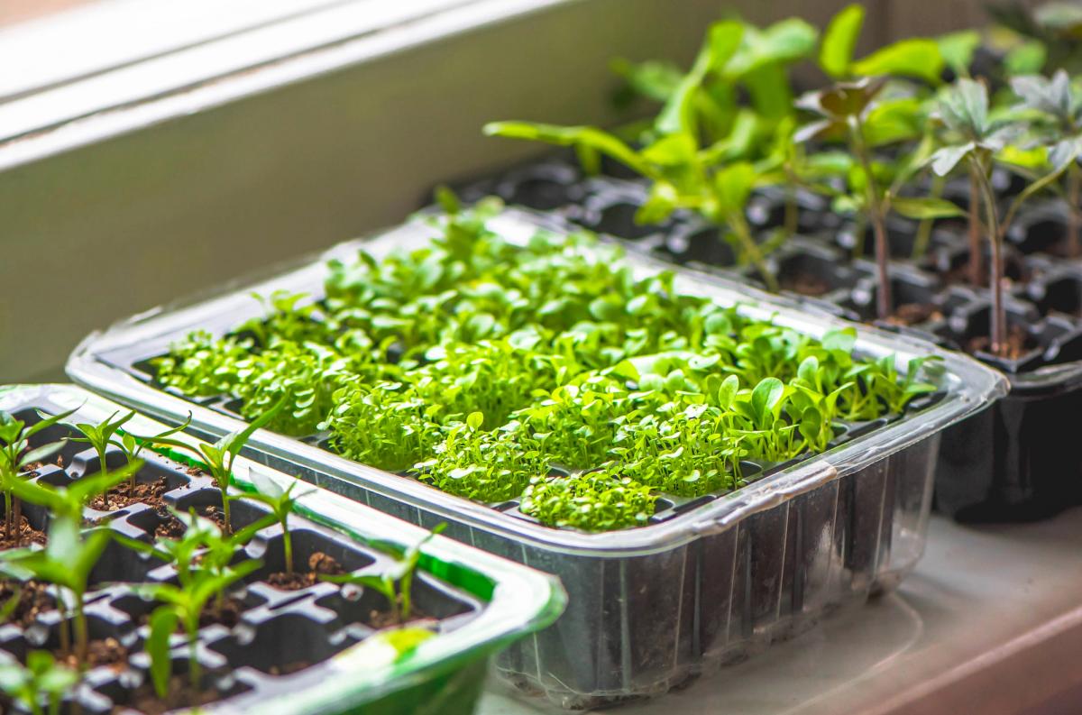 Як пробудити врожай: у чому замочувати насіння, щоб не витрачати час даремно