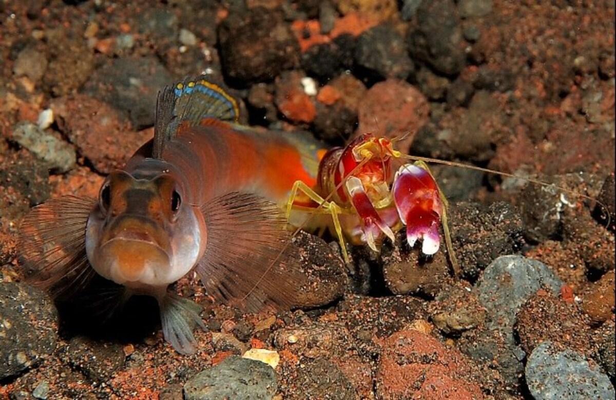 Эта креветка создает волны, более горячие, чем Солнце: биолог рассказал, как она это делает Эта креветка создает волны, более горячие, чем Солнце: биолог рассказал, как она это делает