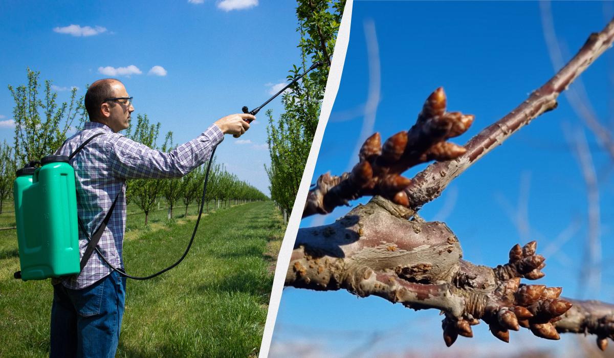 чим обприскувати дерева навесні чим обприскувати дерева навесні