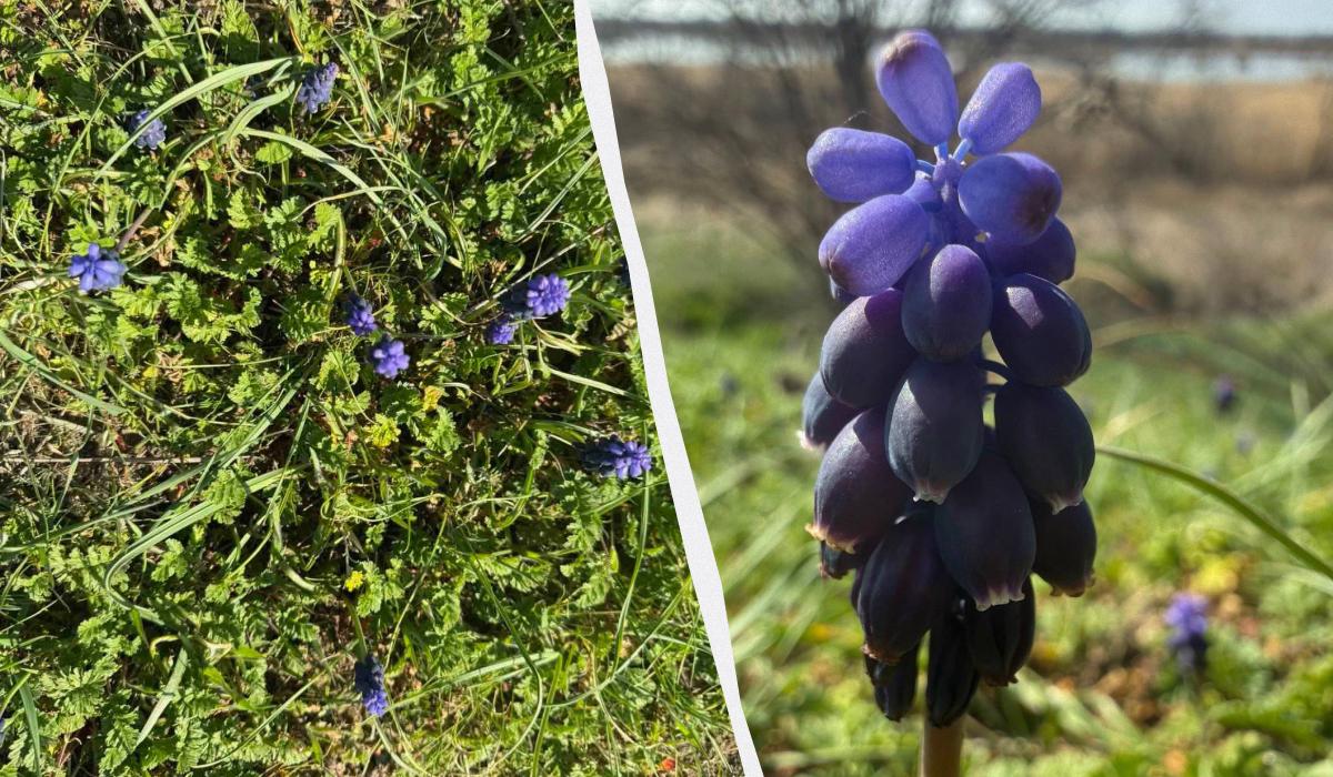 На Одещині масово зацвіла квітка, що пахне медом з ваніллю