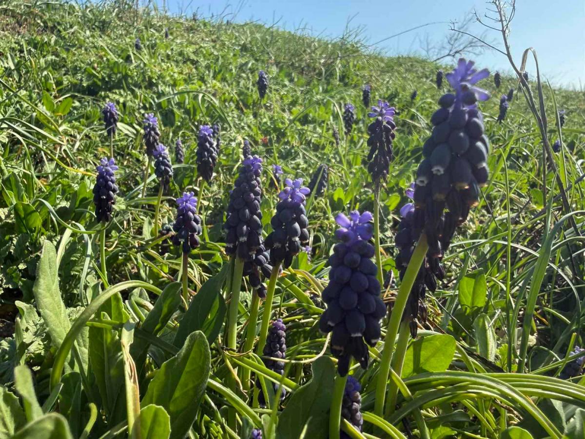 В Одесской области массово зацвёл цветок, который пахнет медом с ванилью (фото)