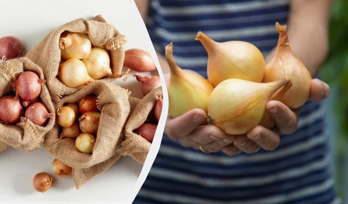 8 сортів цибулі-сівка, які не стрілкуються: на що звертати увагу під час купівлі цибулин