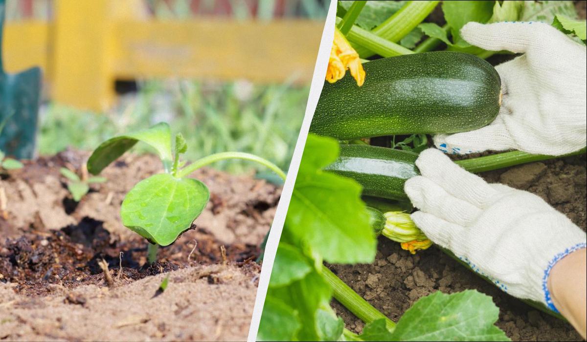 когда сажать кабачки