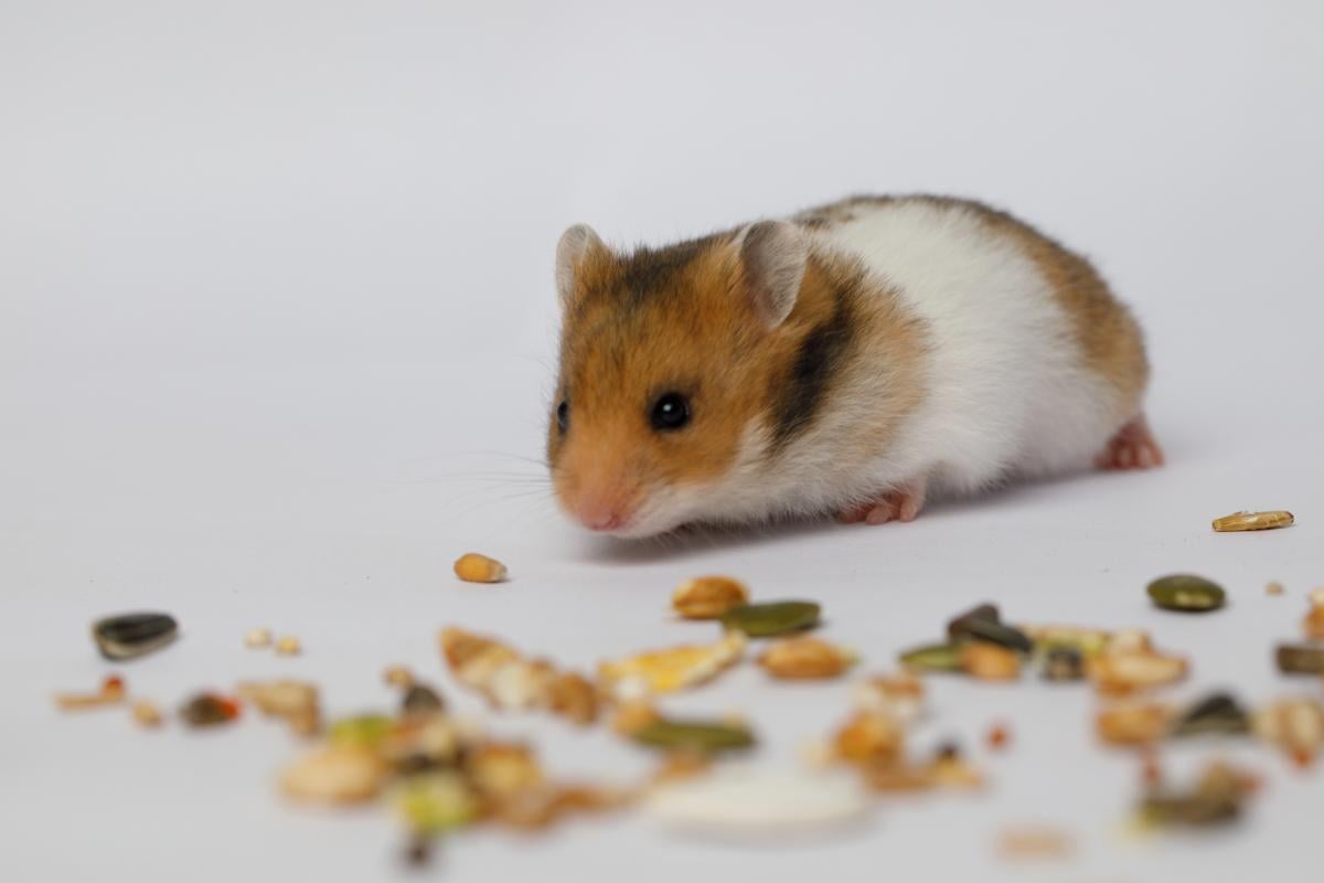 Хомяк каждый день сбегал из клетки: хозяйке пришлось выяснить причину с помощью камеры