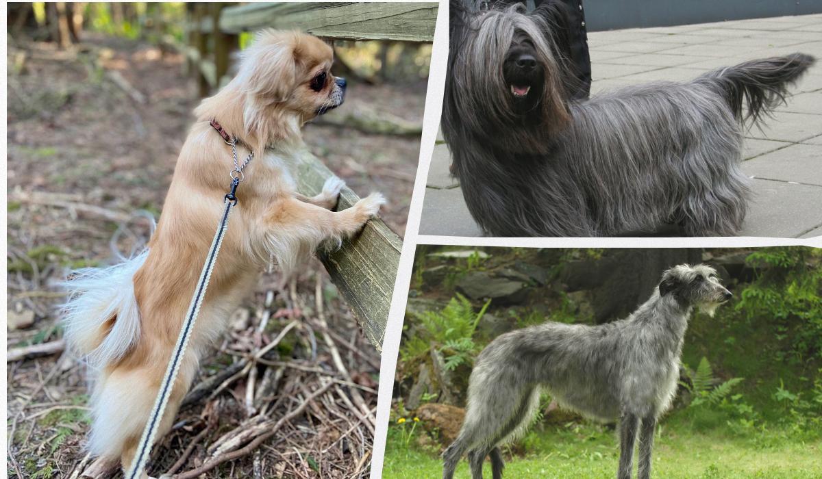 Які собаки будуть завжди відданими та лагідними: експерт назвав топ-5 порід