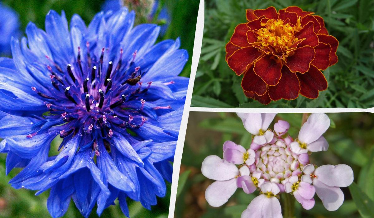 Навіть поливати не треба: найкрасивіші садові квіти, які не потребують постійного догляду