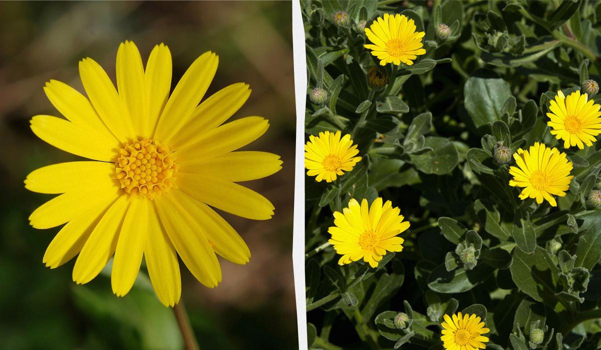 Чим засадити ділянку, щоб не доглядати за нею Чим засадити ділянку, щоб не доглядати за нею