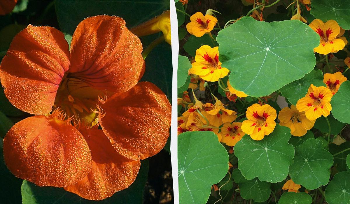 Чим засадити ділянку, щоб не доглядати за нею Чим засадити ділянку, щоб не доглядати за нею