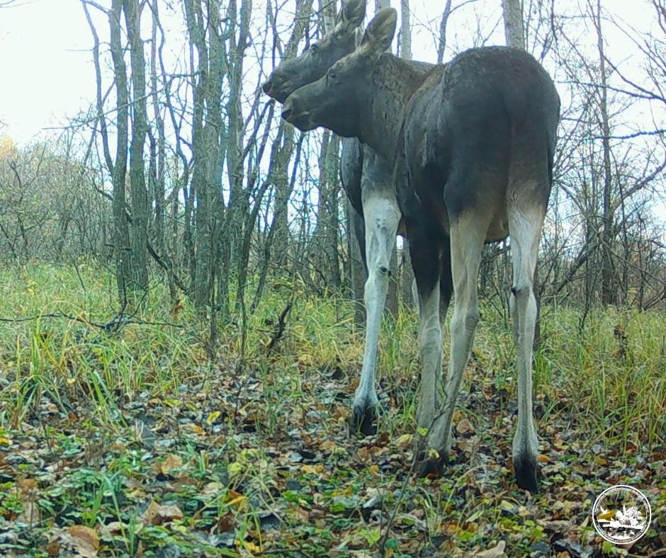 Пять ног и три уха: возле Чернобыля зафиксировали 'мутанта' (фото) Пять ног и три уха: возле Чернобыля зафиксировали 'мутанта' (фото)