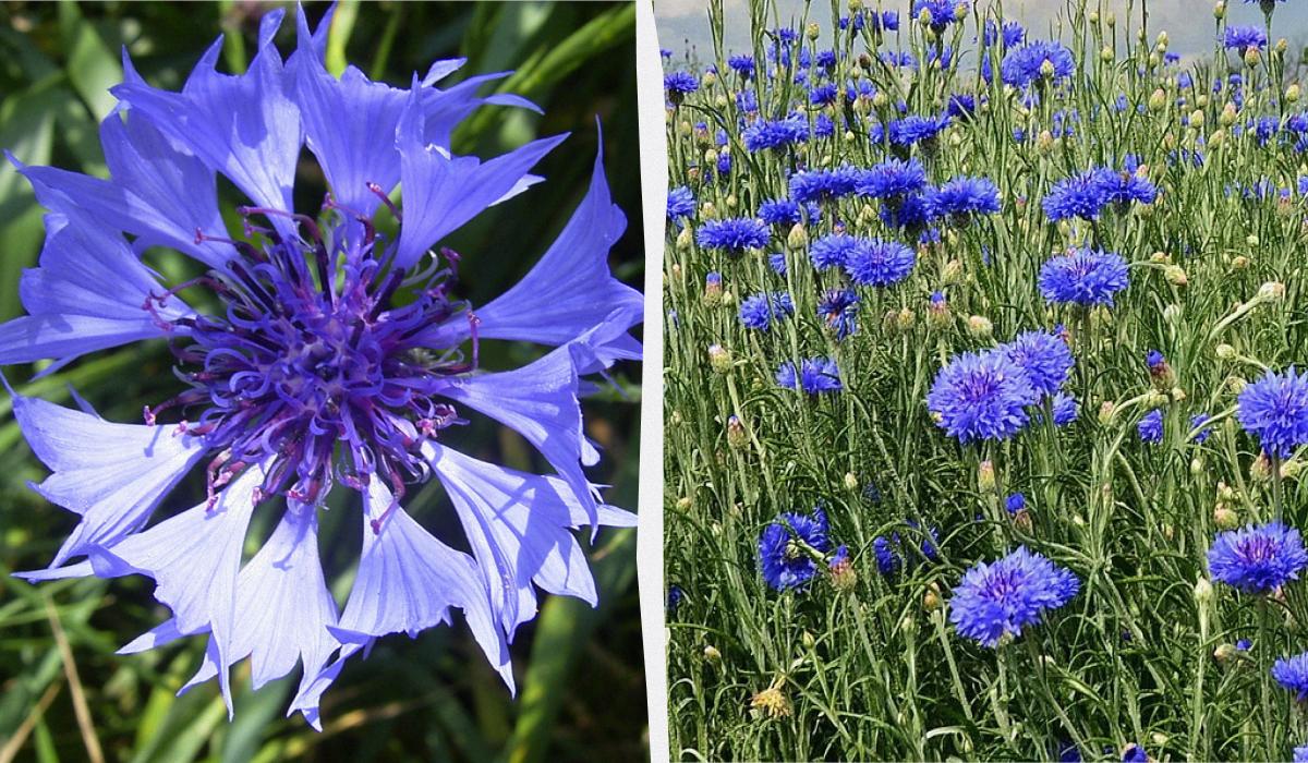 Чим засадити ділянку, щоб не доглядати за нею Чим засадити ділянку, щоб не доглядати за нею