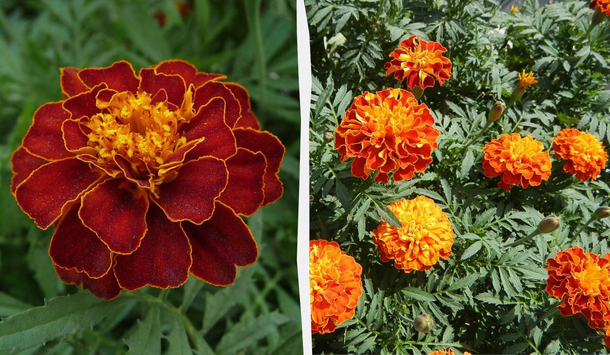 Чим засадити ділянку, щоб не доглядати за нею Чим засадити ділянку, щоб не доглядати за нею