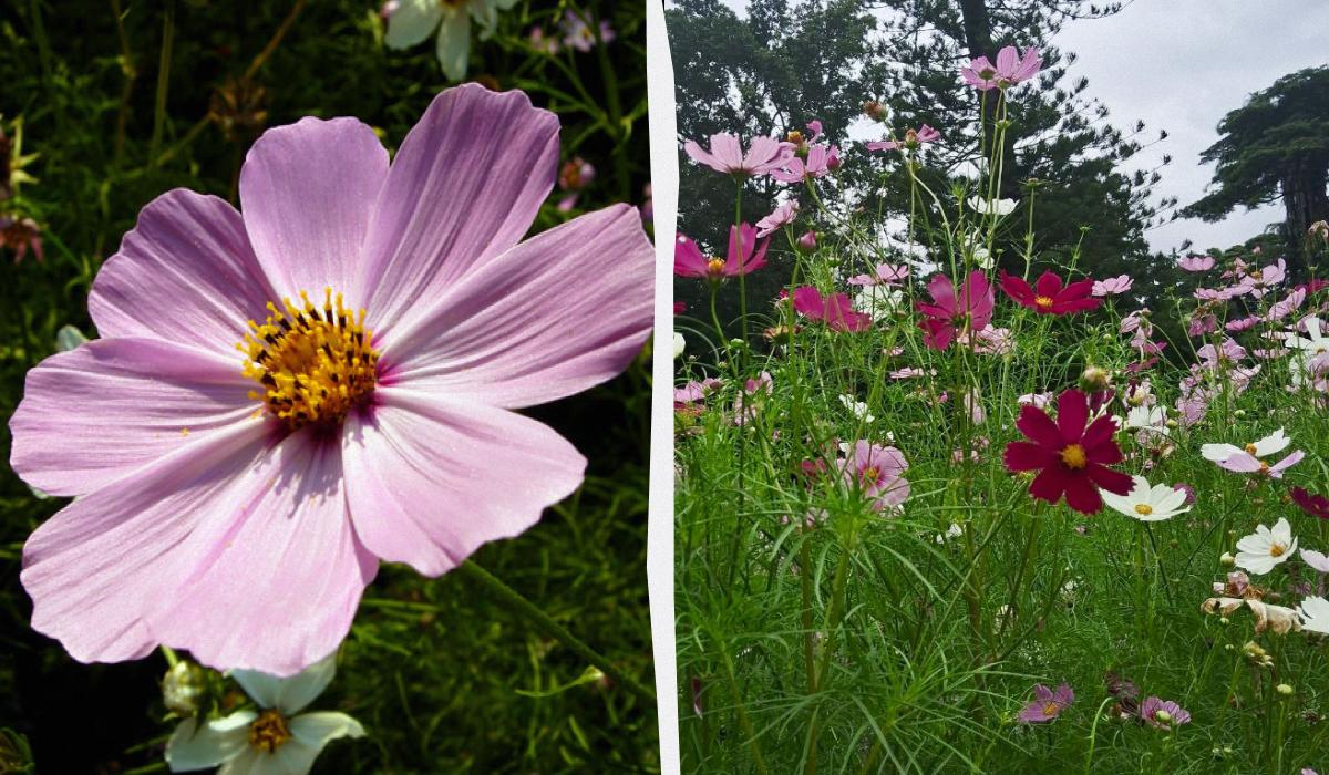 Чим засіяти газон, щоб не доглядати за ним Чим засіяти газон, щоб не доглядати за ним