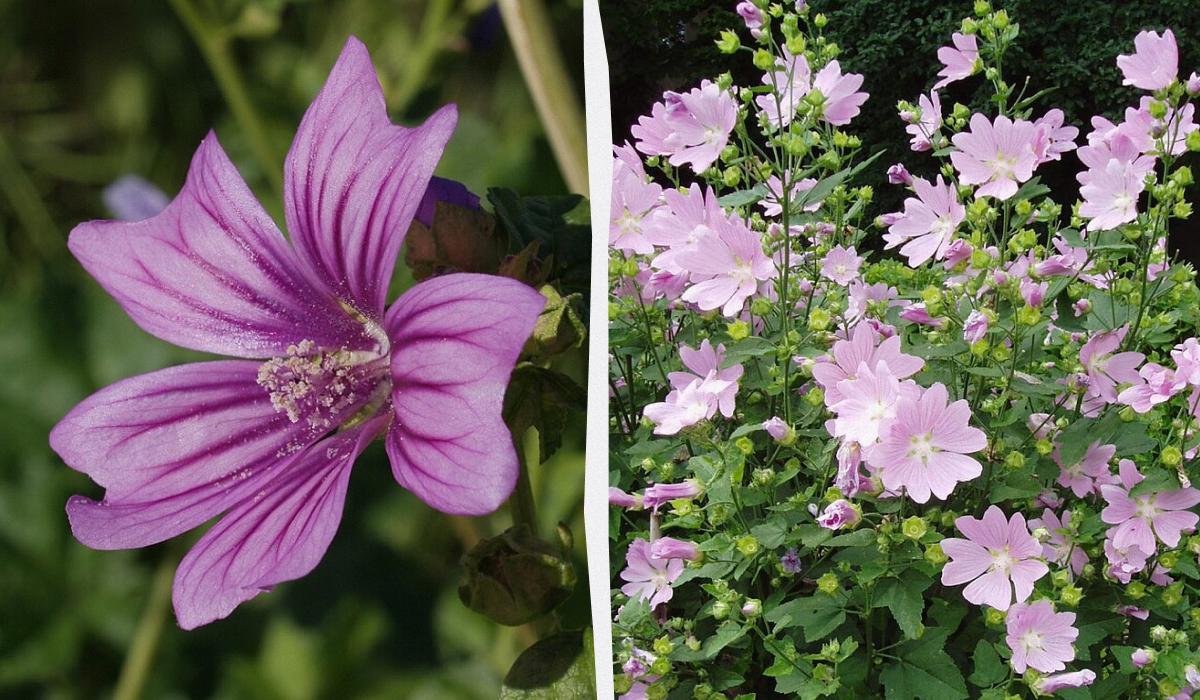 Чим засіяти газон, щоб не доглядати за ним Чим засіяти газон, щоб не доглядати за ним