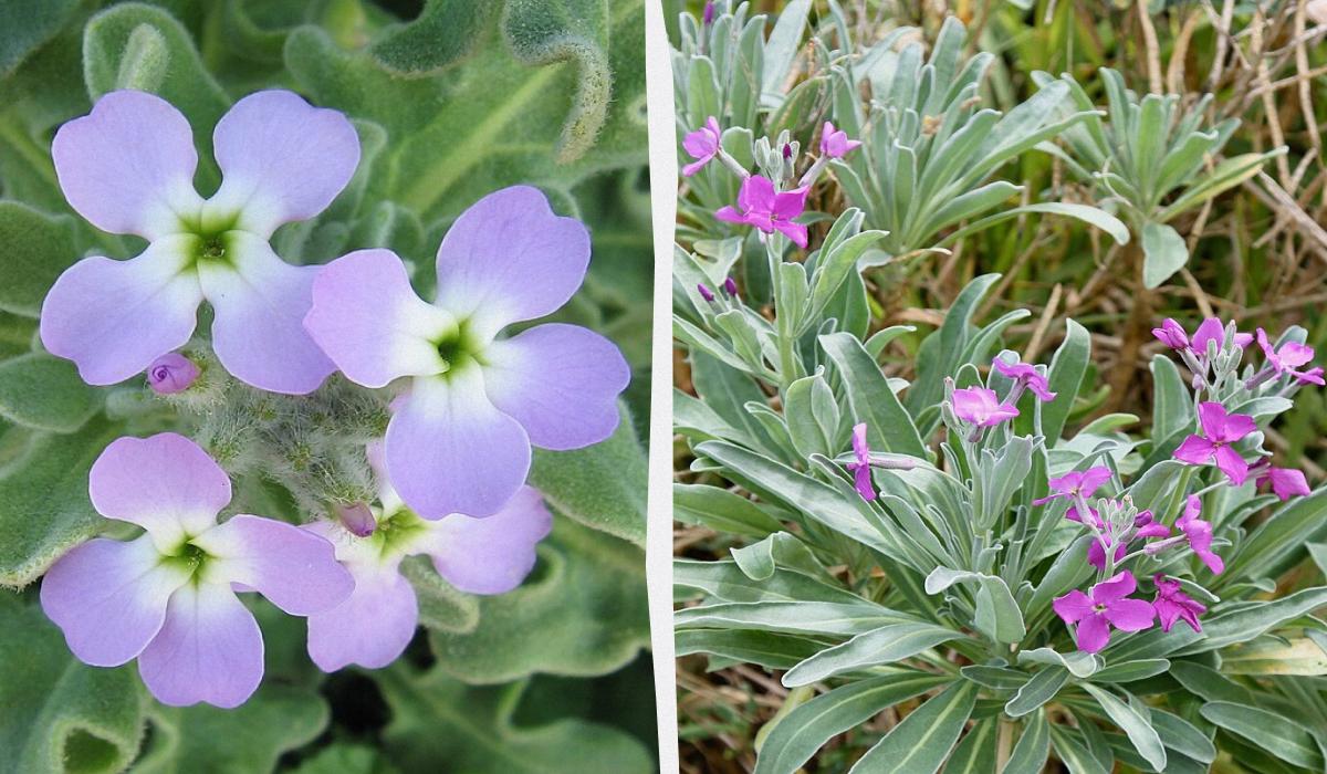 Чим засіяти газон, щоб не доглядати за ним Чим засіяти газон, щоб не доглядати за ним