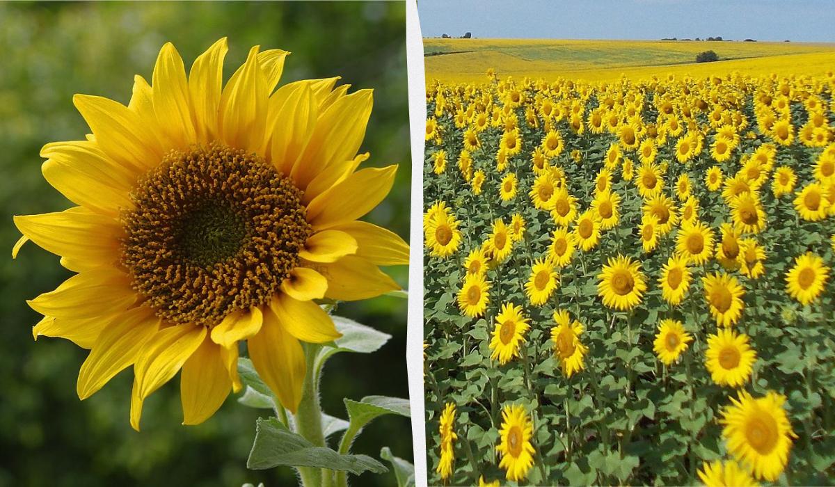 Що росте без догляду Що росте без догляду