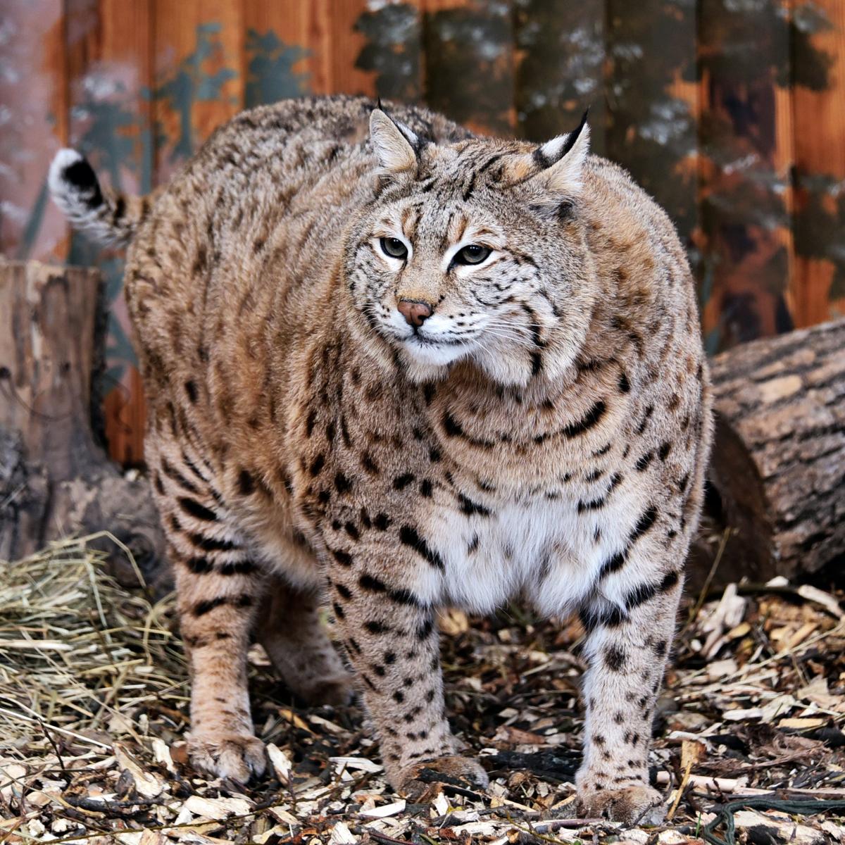 Рысь Степан: почему пушистый хищник стал новой звездой Киевского зоопарка