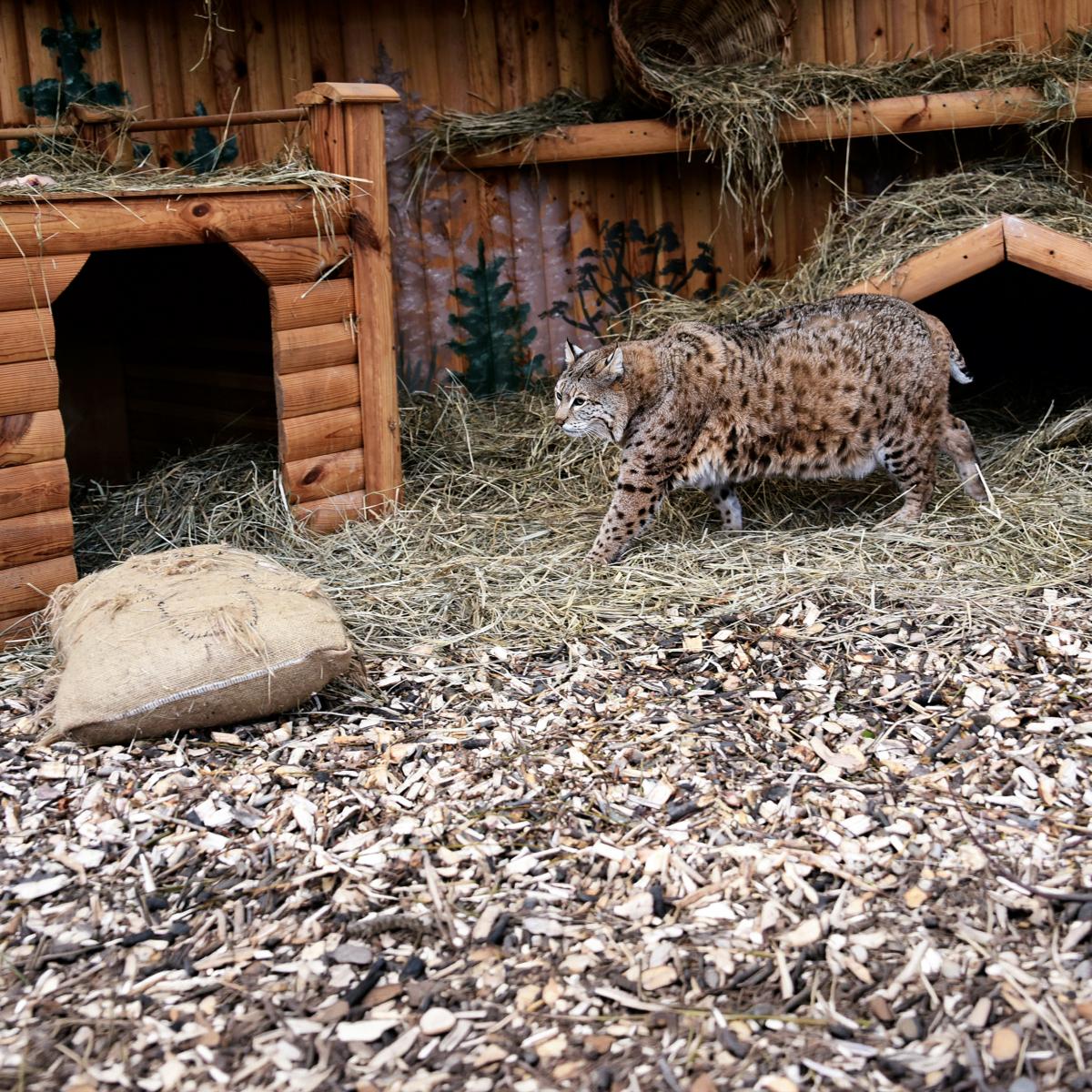 Рысь Степан: почему пушистый хищник стал новой звездой Киевского зоопарка