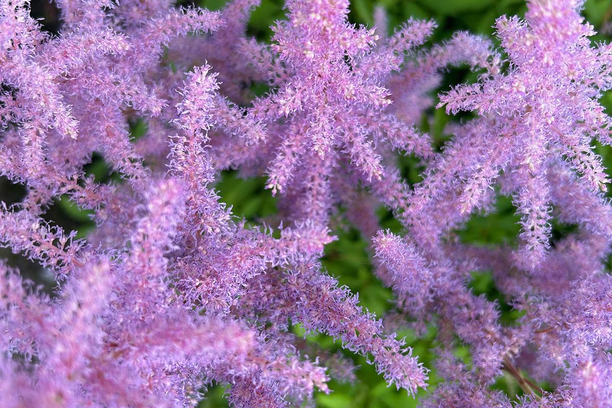 что посадить в тени за домом