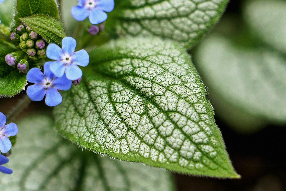 что можно посадить в тени