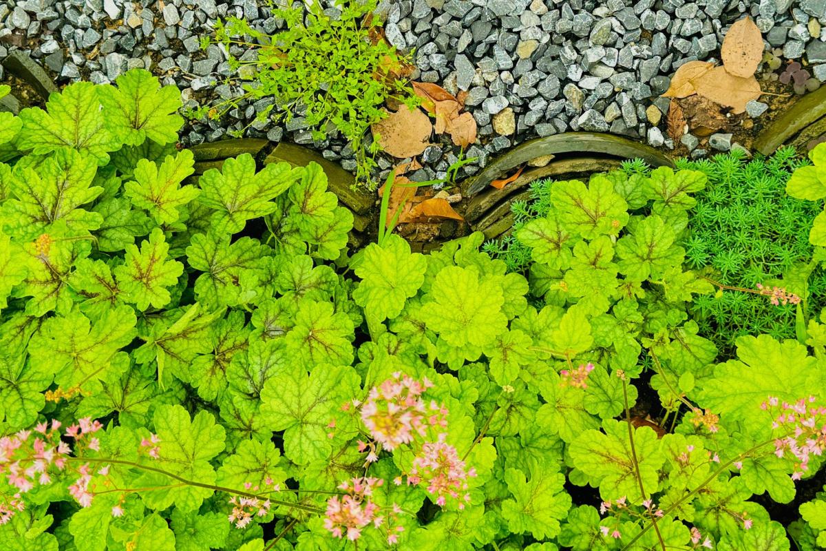 какие цветы посадить в тени