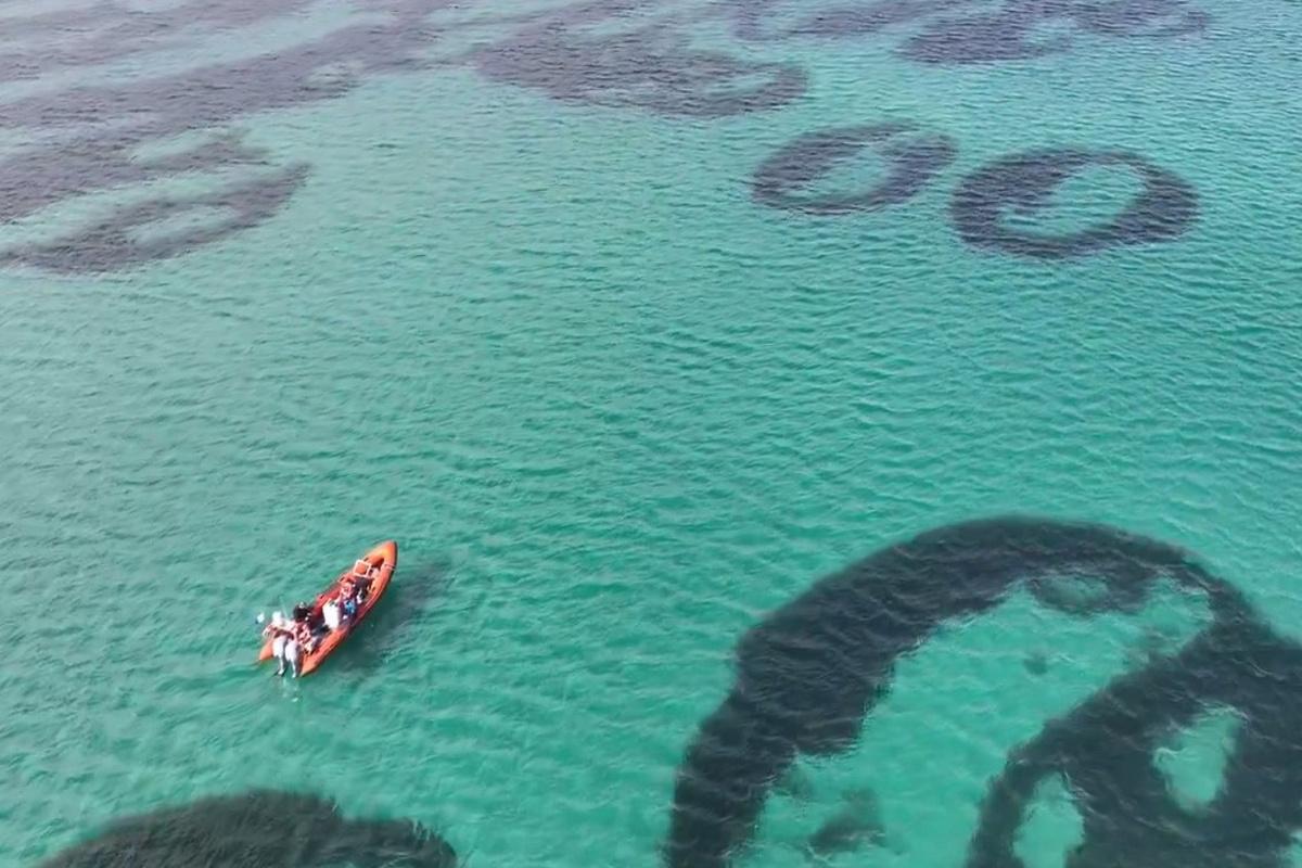 На морском дне у берегов Шотландии есть необычные кольца: ученые не знают, как они появились