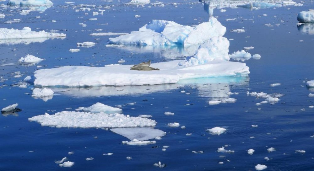 Более 1000 гнезд рыбы на морском дне в Антарктике удивили ученых своим расположением Kép