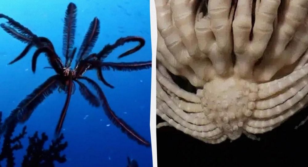 в Південному океані виявлено загадкову істоту