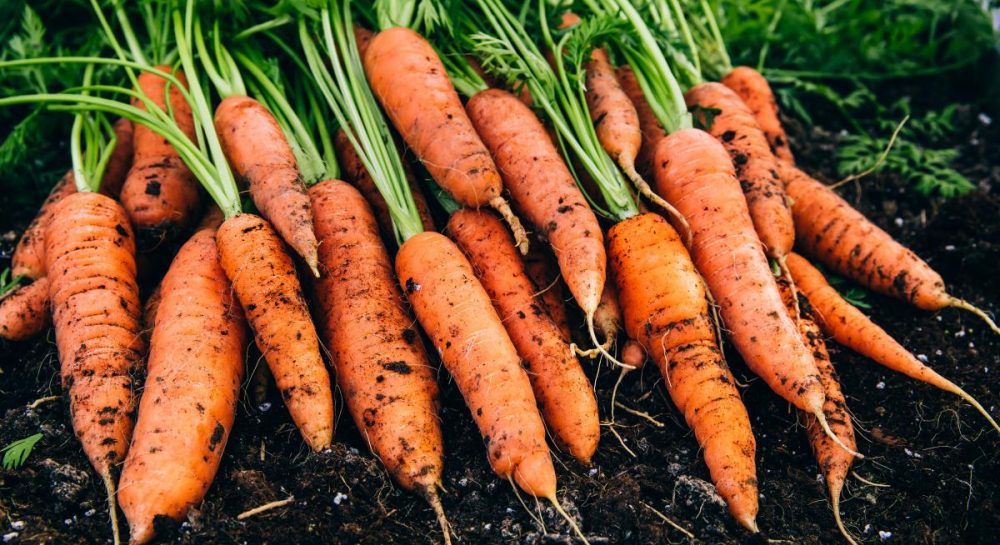10 профессиональных советов, как вырастить самую сладкую морковь из семян Kép