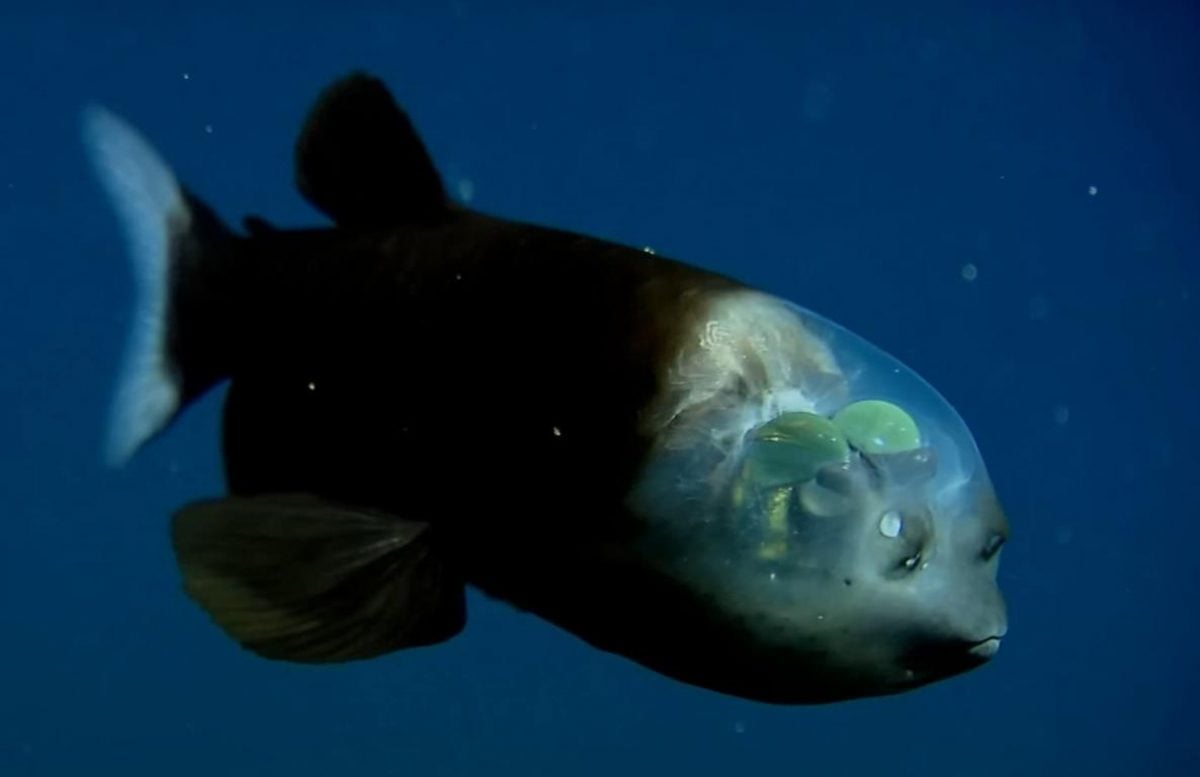 У глибинах океану, де вічна темрява, знайшли рибу з унікальним зором: у чому її феномен