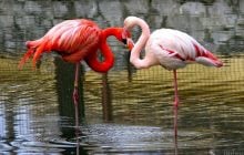 На Одещину з боку Чорного моря прилетіли перші в цьому році рожеві фламінго (відео)