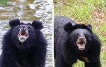 27 років у темряві: неймовірна реакція ведмедя, який вперше в житті побачив небо (відео)