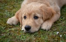 Как понять, что "говорит" собака языком тела: приведены 10 примеров