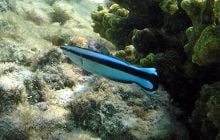 Эти крошечные рыбы поразили ученых навыком, который есть только у некоторых млекопитающих