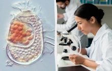 Загадочный "недо-вирус": японские ученые нашли форму жизни, не вписывающуюся в учебники