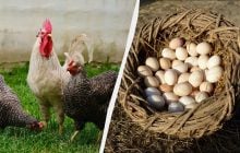 Експерт розповів, що треба додати в корм курей в березні: нестимуться багато і щодня