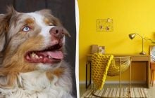 Дизайнерские ошибки, которые сводят вашу собаку с ума: проверьте цвет своих стен
